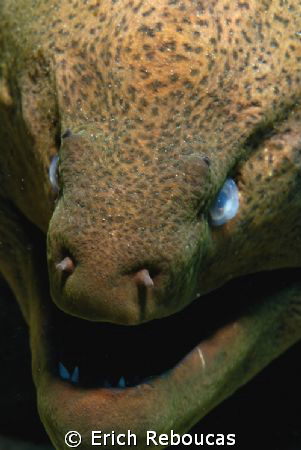 Giant Moray (with cataract!)
Jack Fish Alley, Sharm El S... by Erich Reboucas 