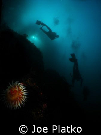 Anemone down in 80 ft off monastery beach. The divers are... by Joe Platko 