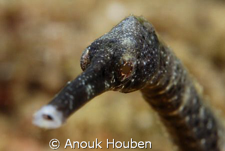 Large pipe fish. Picture taken on the second reef off Neg... by Anouk Houben 