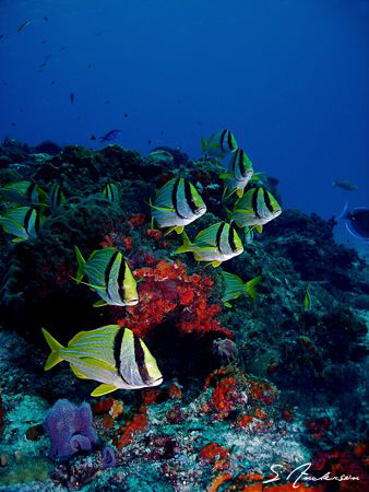 This image was taken during a dive in Cozumel in 2006. by Steven Anderson 