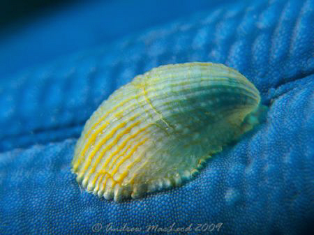 A shell on a starfish arm. Canon G10, Inon s2000 strobe, ... by Andrew Macleod 