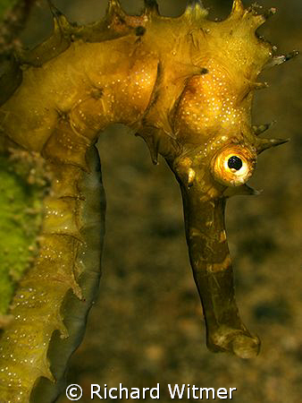 Seahorse.  Anilao.  G9/Ikelite DS160. by Richard Witmer 