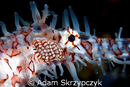 Ghost pipefish closeup. by Adam Skrzypczyk 