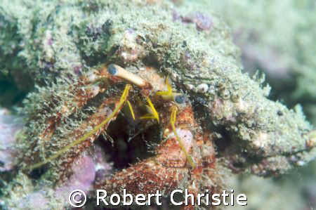 Despite its well camouflaged shell, the eyes of this herm... by Robert Christie 