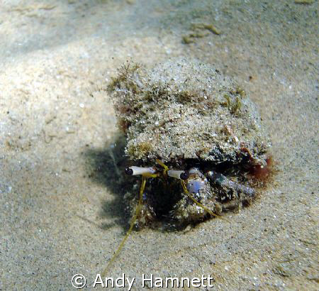 Hermit crab just casually walking towards me. by Andy Hamnett 