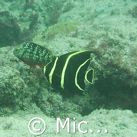 Juvenille angelfish and stop light parrot fish on the Ins... by Michael Kovach 
