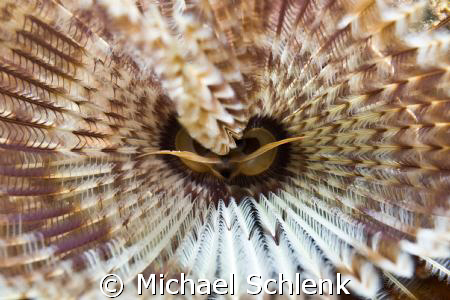 Inside look at a feather duster. by Michael Schlenk 