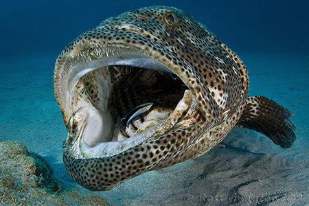 Enormouth.  Estuarine Cod and Cleaner Wrasse.  Ningaloo R... by Ross Gudgeon 
