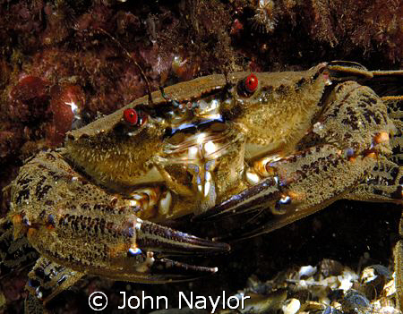 velvet swimming crab.St.Abbs marine reserve.Scotland. by John Naylor 