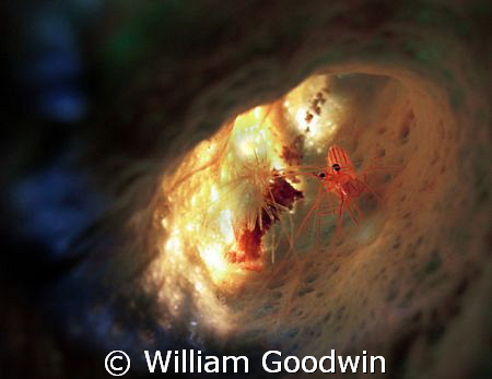 This peppermint shrimp is resting comfortably in her bran... by William Goodwin 