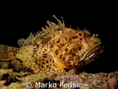Red Scorpionfish takes a look to the lens. Komiza Vis. by Marko Perisic 