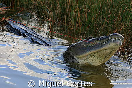 Crocodrile of the Coba Lagoon (Mexico). by Miguel Cortes 