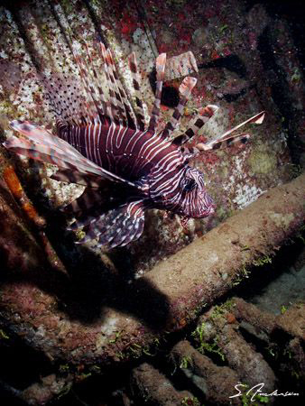 Yes, another Lionfish. This pirate seems to be all over t... by Steven Anderson 
