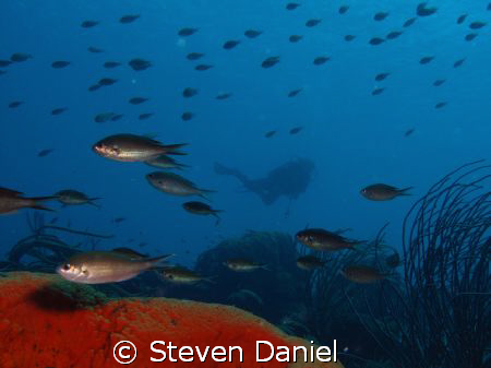 Diver Silhouetted over the Reef in Bonaire by Steven Daniel 