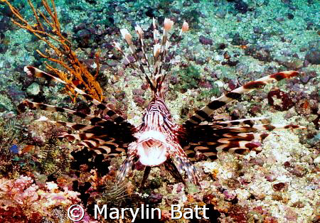 Lion fish with a suprised look.  Nikonos v 28mm by Marylin Batt 