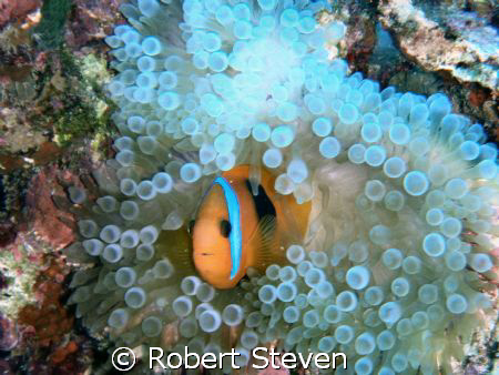 Clown Fish taken on the way to the Alora shipwreck at Hid... by Robert Steven 