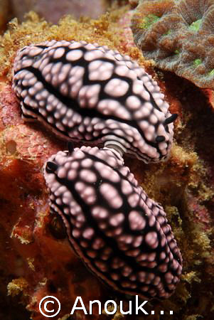 A pair of mating Phyllidiella zeylanica. by Anouk Houben 