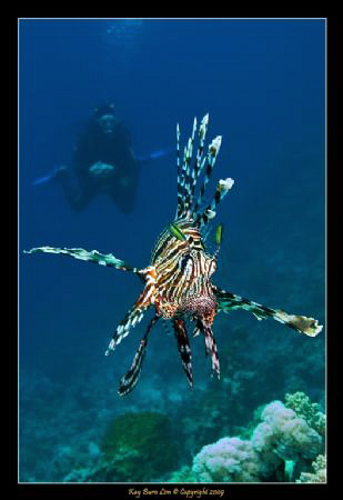 Gary and the Lionfish.... by Kay Burn Lim 