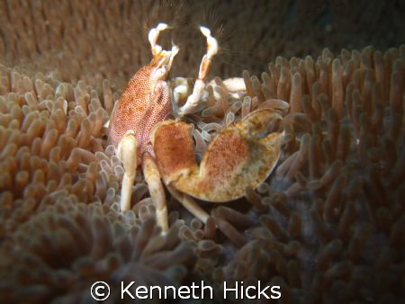 Porcelin Crab, Taken On The Weekend Of The 25 April 2009 ... by Kenneth Hicks 