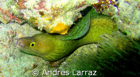 Green eye eel by Andres Larraz 