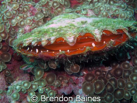 My what a big mouth you have.
Clam taken in the Mussamda... by Brendon Baines 