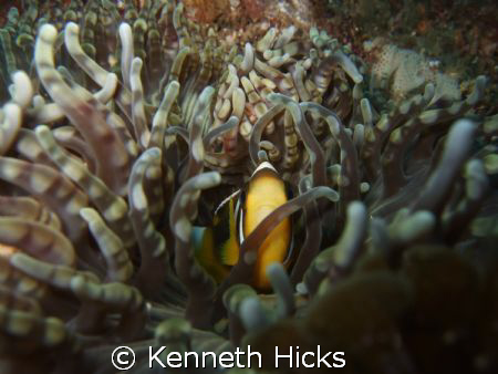 Clown Fish by Kenneth Hicks 