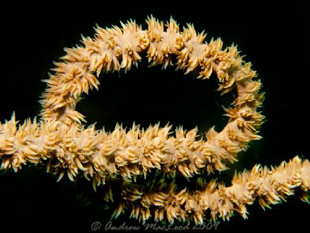Wire coral. Canon G 10 by Andrew Macleod 