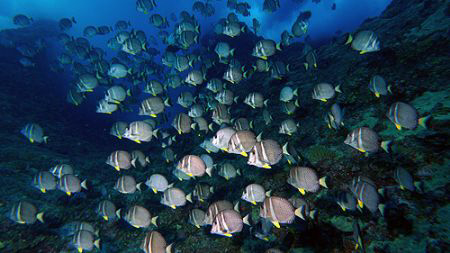 More White-Spotted Surgeonfish schooling in a surge zone ... by Martin Dalsaso 