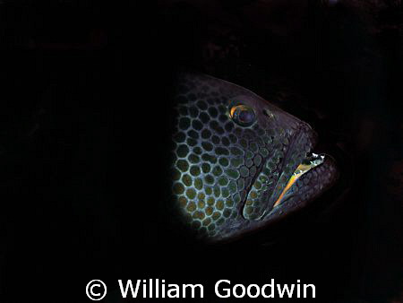 Tiger Grouper emerging from his cave, Cayman Brac. by William Goodwin 