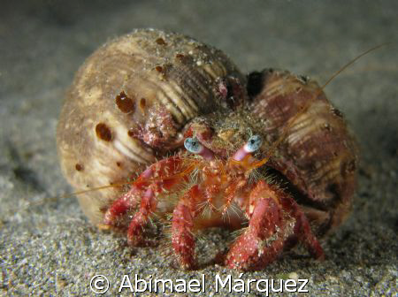 Hermit Crab, Aguadilla, P.R. by Abimael Márquez 