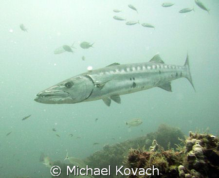 Another shot of a barracuda off the beach at Fort Lauderdale by Michael Kovach 