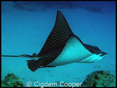 Eagle ray by Cigdem Cooper 