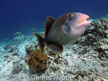 Trigger fish defending its nesting area, Sipadan. I still... by Garnet Hooper 
