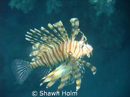 Zebra Liofish: saw him hunting little tiny fish for his (... by Shawn Holm 