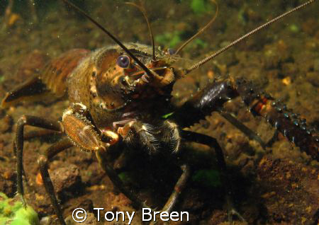 Koura, freshwater crayfish at lake Rotoiti, Bay of plenty... by Tony Breen 