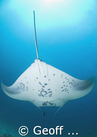 a  manta passing overhead by Geoff Spiby 