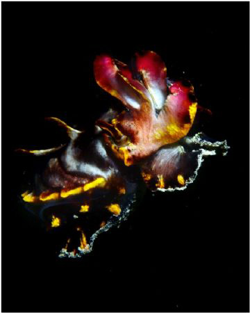Flamboyant Cuttlefish caught at a rare moment in mid water by Michel De Ruyck 