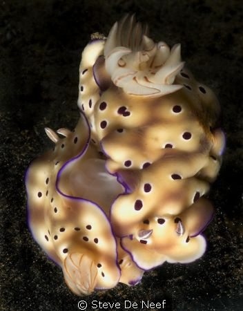 two mating nudis by Steve De Neef 