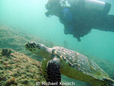 Diver and turtle on the Inside Reef at Lauderdale by the Sea by Michael Kovach 