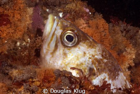 Peek.  A Grass Rockfish peeks up from behind a rock on th... by Douglas Klug 