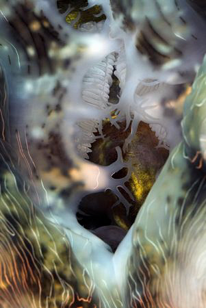 I had never before or after seen a giant clam with these ... by Erika Antoniazzo 