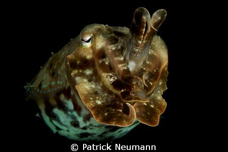 Cuttlefish in Papua .... by Patrick Neumann 