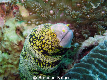 Rare Snowflake Moray eel in the mussamdam by Brendon Baines 