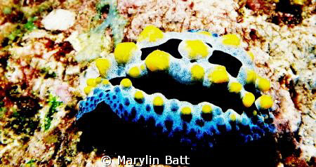 Unusual blue and yellow nudi Phyllidia sp. I think.
Niko... by Marylin Batt 