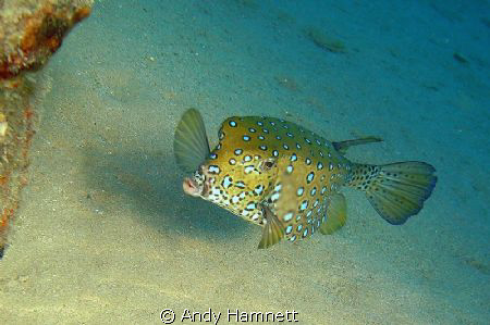 Gimme a kiss! Young boxfish in Safaga. by Andy Hamnett 