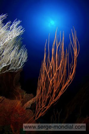Image taken at Canyon on Pulau Weh / North Sumatra by Serge Abourjeily 