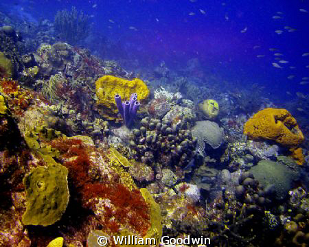 Capt Don's Habitat House Reef in the afternoon... Bonaire by William Goodwin 