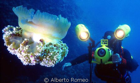 The Jellyfish (Cotyloliza tuberculata) and the Videoghaph... by Alberto Romeo 