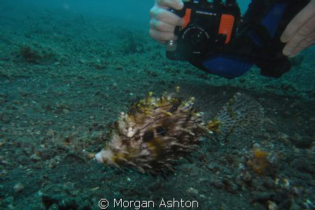 Capturing the hairy filefish in Lembeh. Taken with a Sea ... by Morgan Ashton 