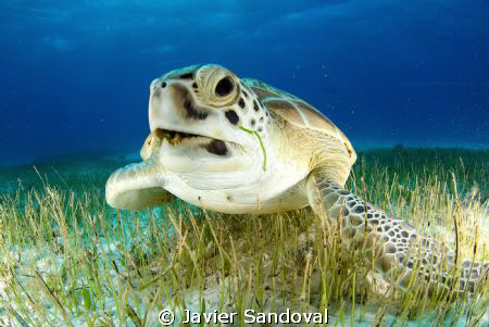 green sea turtle eating sea grass Cancun Mexico by Javier Sandoval 